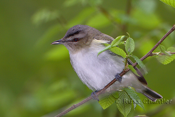 Red-eyed Vireo © Russ Chantler